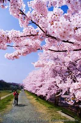 أشجار الساكورا في اليابان  3909772369