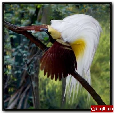 مجموعة من أجمل الطيور بالصور 3909783338