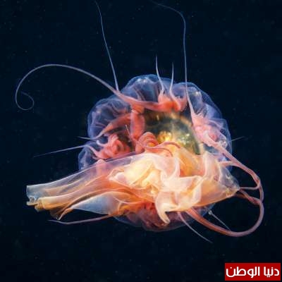  صور مذهلة لكائنات بحرية من الأعماق  3909810912