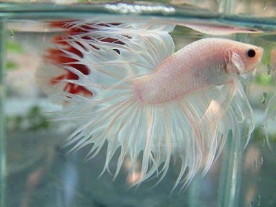 اسمــاك الفــــايتـر المقاتلة سمكة الفايتر (المقاتلة) Siamese Fighter Fish 3909853730