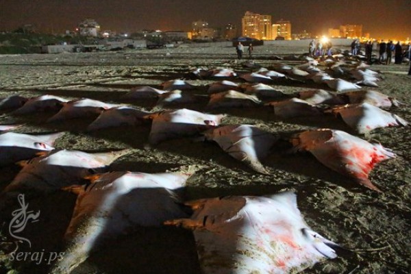 بالصور .."الوطواط" يغزو شواطئ غزة لأول مرة منذ سبع سنوات 3909891033