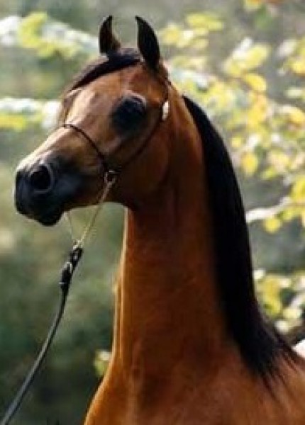 ما لا نعرفه عن الخيول العربية الاصيلة 3910014067