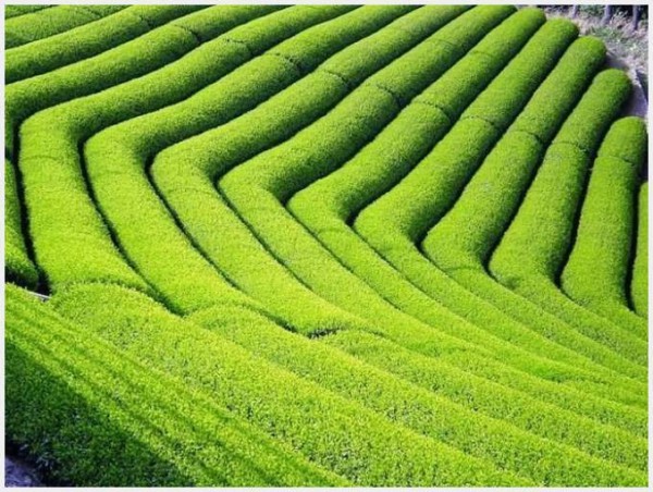 مزارع الشاي في سيريلانكا 3910074349