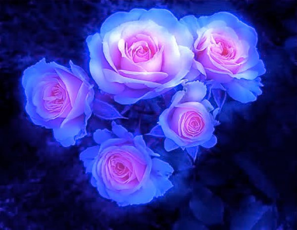 جمال الورد الازرق 3910273393