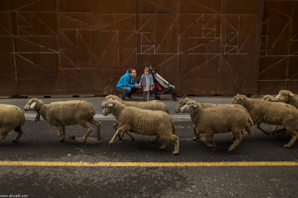 شوارع العاصمة الإسبانية مدريد تشهد تدفقا ضخما لخراف يسوقها رعاة في تقليد تاريخي   3910277380