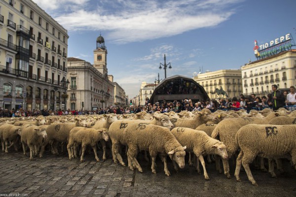 شوارع العاصمة الإسبانية مدريد تشهد تدفقا ضخما لخراف يسوقها رعاة في تقليد تاريخي   3910277385