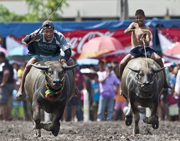 سباق البقر في تايلاند 3910342257
