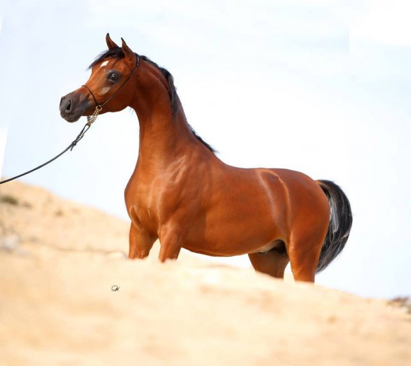 جمال الخيول العربية 3910377936