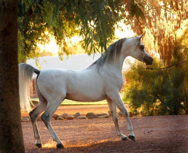 جمال الخيول العربية 3910377942