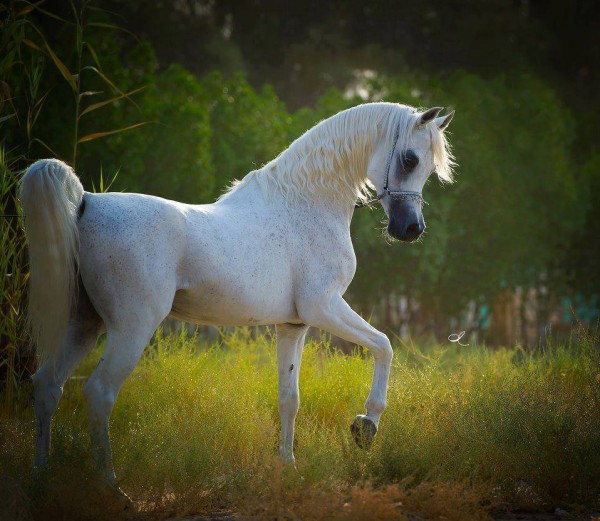 جمال الخيول العربية 3910377943