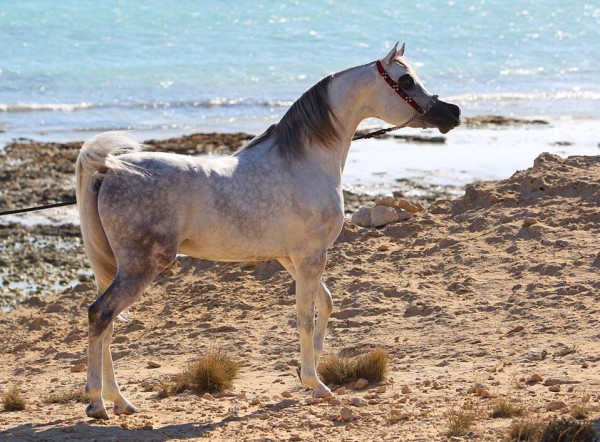 جمال الخيول العربية 3910377948