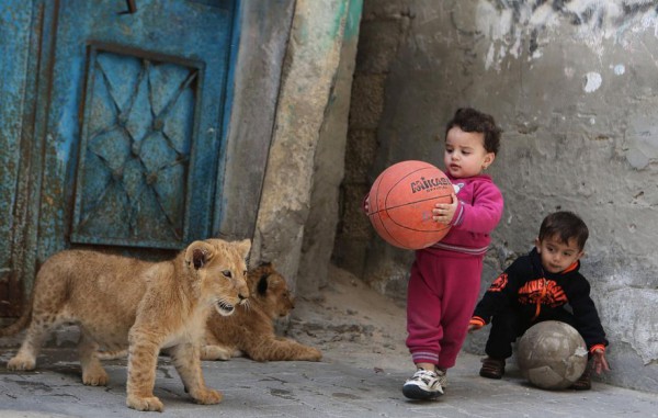 اسود واطفال في غزة 3910399754