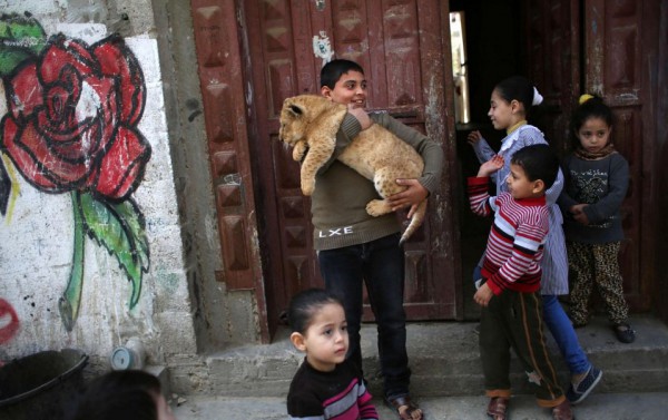اسود واطفال في غزة 3910399755