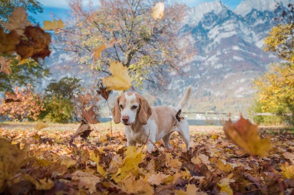 الكلب وجمال الخريف 3910505350