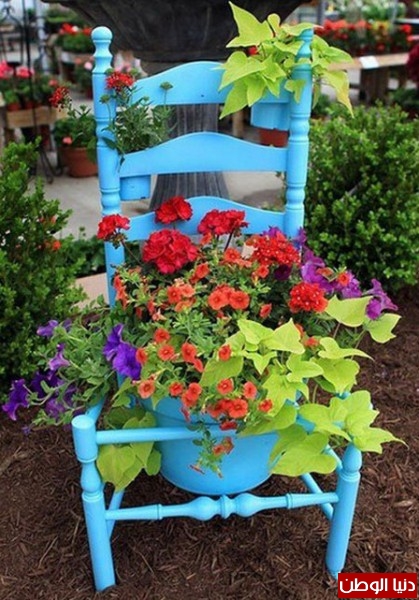 استخدام الكراسي القديمة لزراعة الازهار فيها 3910528261
