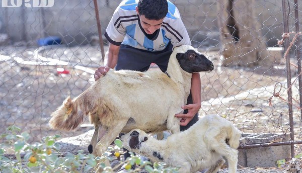 الحياة في القرية 3910568083