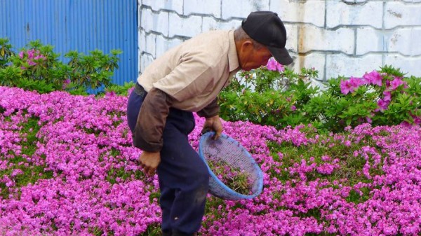 ياباني يحول ساحة منزله لمشتل زهور من أجل زوجته الكفيفة 3910573217