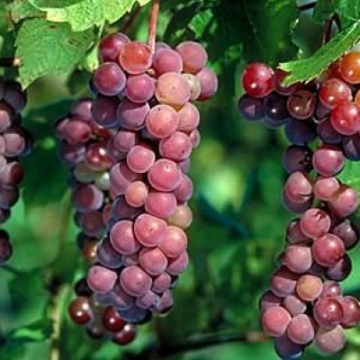 عصير العنب الأحمر يفيد القلب ويضبط الضغط 2760155247