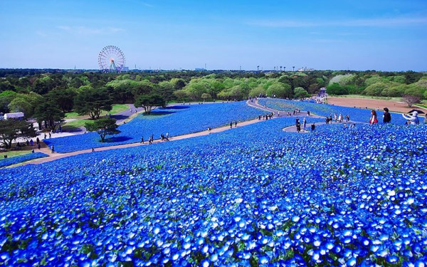 الحديقة الزرقاء باليابان 9998519904
