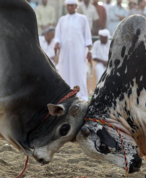 مصارعة الثيران بالامارات 9998536348