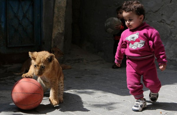 اسود واطفال في غزة 9998582043