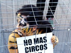 Contra los circos con animales, esta vez en Terrassa P16-41392