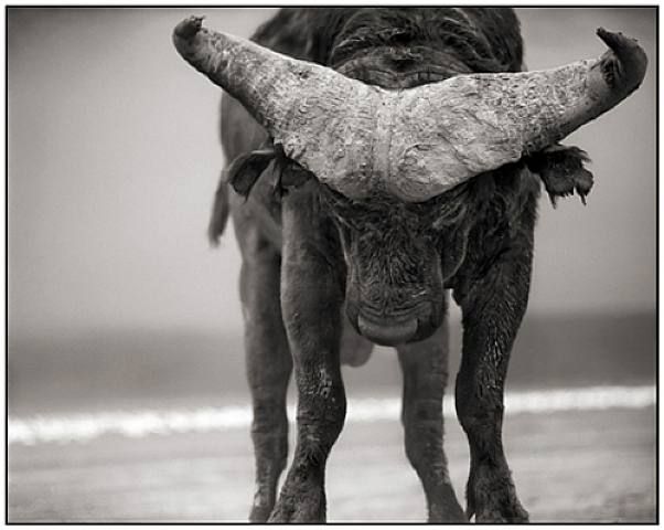 Nick Brandt, le photographe animalier qui tue (sa maman) Artwork_images_113308_525757_nick-brandt