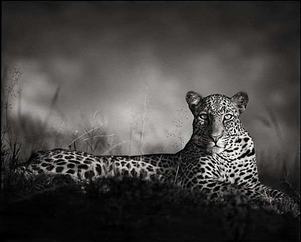 Nick Brandt Artwork_images_423921934_696686_nick-brandt