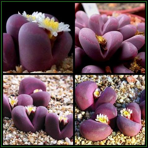 VƯỜN CÂY ĐV II 390651_120804065603_Lithops_optica_rubra_Thumb