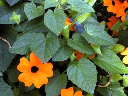 Crnooka Suzan, Thunbergia reznice 2010/2011 390651_Thunbergia_alata