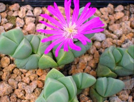 Encore cette année... semis de succulentes! 390Gibbaeum_petrense3