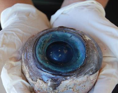 العثوور على عين زرقاء غريبة Giant-eye