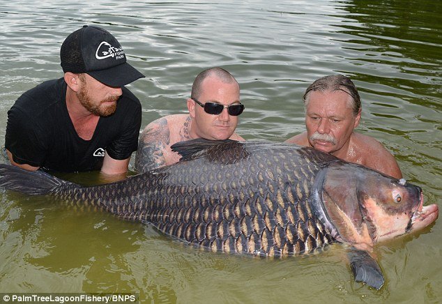 بريطاني يصطاد أكبر سمكة كارب في العالم 760971082