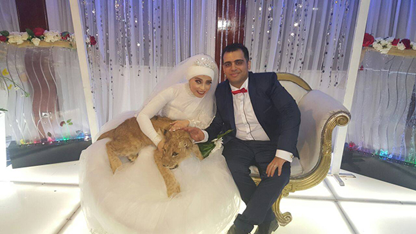 عروس مصرية تصطحب أسداً في حفل زفافها 176