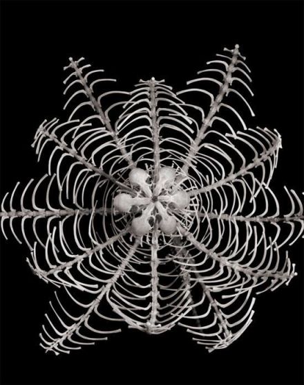  فنان ياباني يستخدم عظام فئران لإبداع أعمال فنية 0013729e79721365b78520