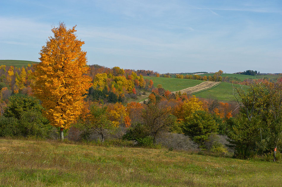  أشجار الصنوبر تستقبل الخريف بألوان زاهية..قمة في الروعة29 001aa0ba1bb113a887c906