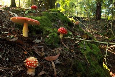 El Bosque de Białowieża en Polonia, el último bosque virgen de Europa Bosque-Bialowieza-Polonia_CLAIMA20160418_0131_17