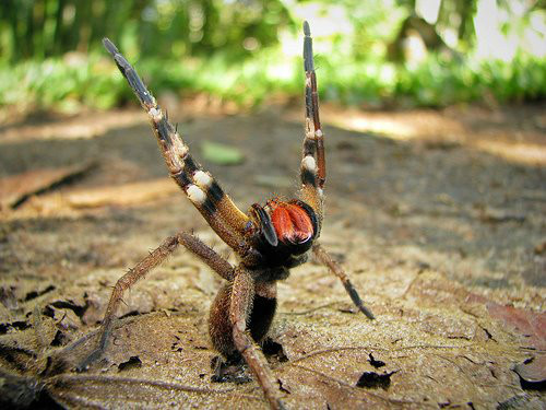 tópico - Qual é o animal que você sente mais medo? Aranha