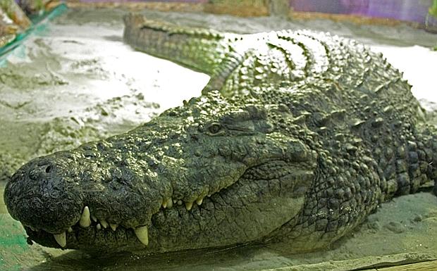 Questões e Fatos sobre Crocodilianos gigantes: Transferência de debate da comunidade Conflitos Selvagens.  Coccodrillo1--620x385