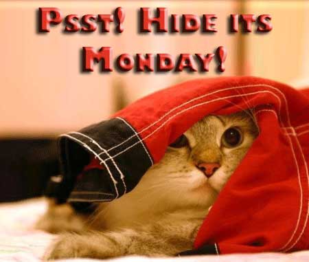 hide it's monday cat