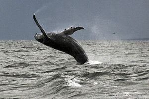 Brisas de final del verano... 936865_1_Humpback%20Whales%20in%20Long%20Island%20Sound_standard