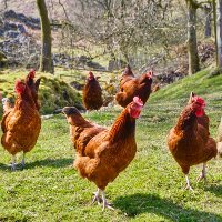 Ayam Juga Dapat Sebabkan Infeksi Saluran Kencing Ayam-dlm