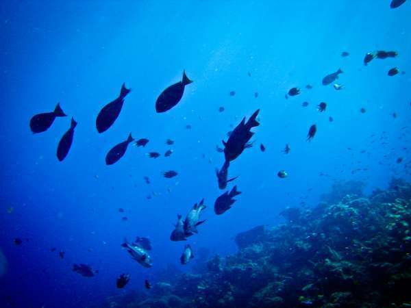 Pulau Kadidiri, Surga Bawah Laut  di Teluk Tomini 093139_kadidiri3