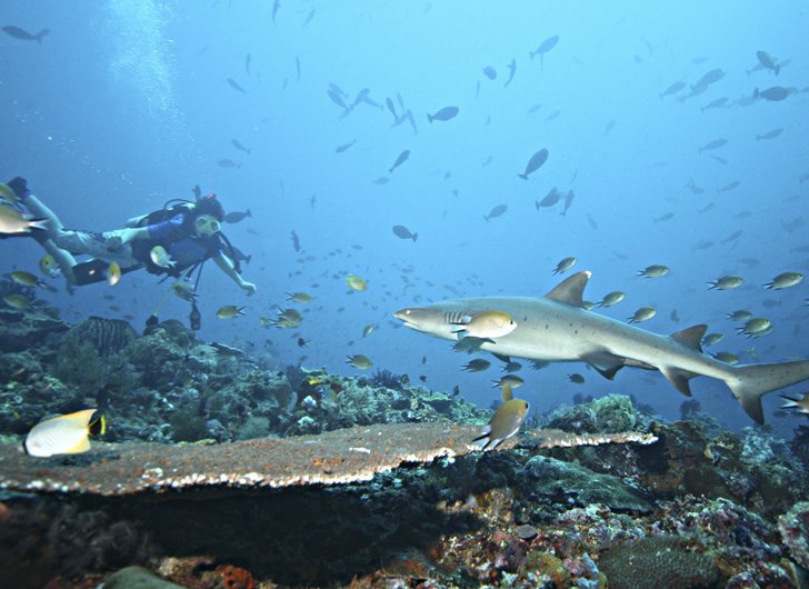 Teluk Belongas, Tempat Diving Paling Ekstrem 172351_belongas1