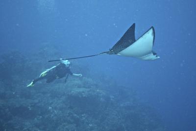 Teluk Belongas, Tempat Diving Paling Ekstrem 172514_belongas3