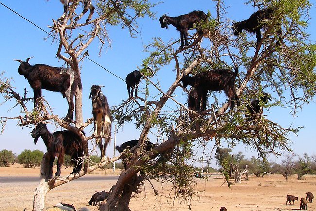 Kambing Pemanjat Pohon & 7 Pemandangan Aneh di Dunia 071823_anehpem1