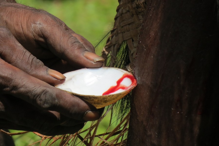 Ada Ritual Berdarah di Papua! 132934_tifa1