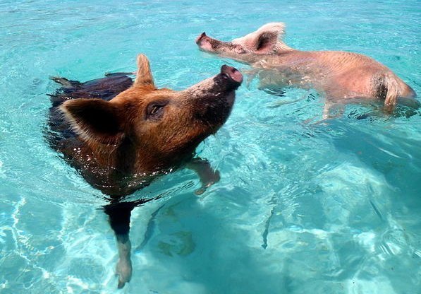 Jarang Ada Manusia, Pulau-pulau Ini Dikuasai Hewan 184610_2pigisland