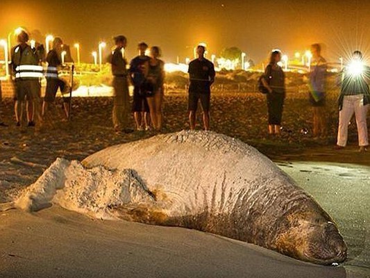 Lucunya, Anjing Laut Ini Berjemur Seperti Turis 163201_anjinglaut3