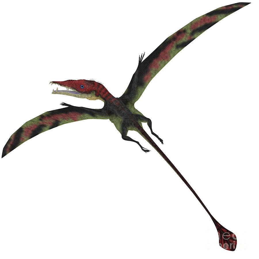 L'Eudimorphodon Eudimorphodon-on-white-corey-ford_1c31